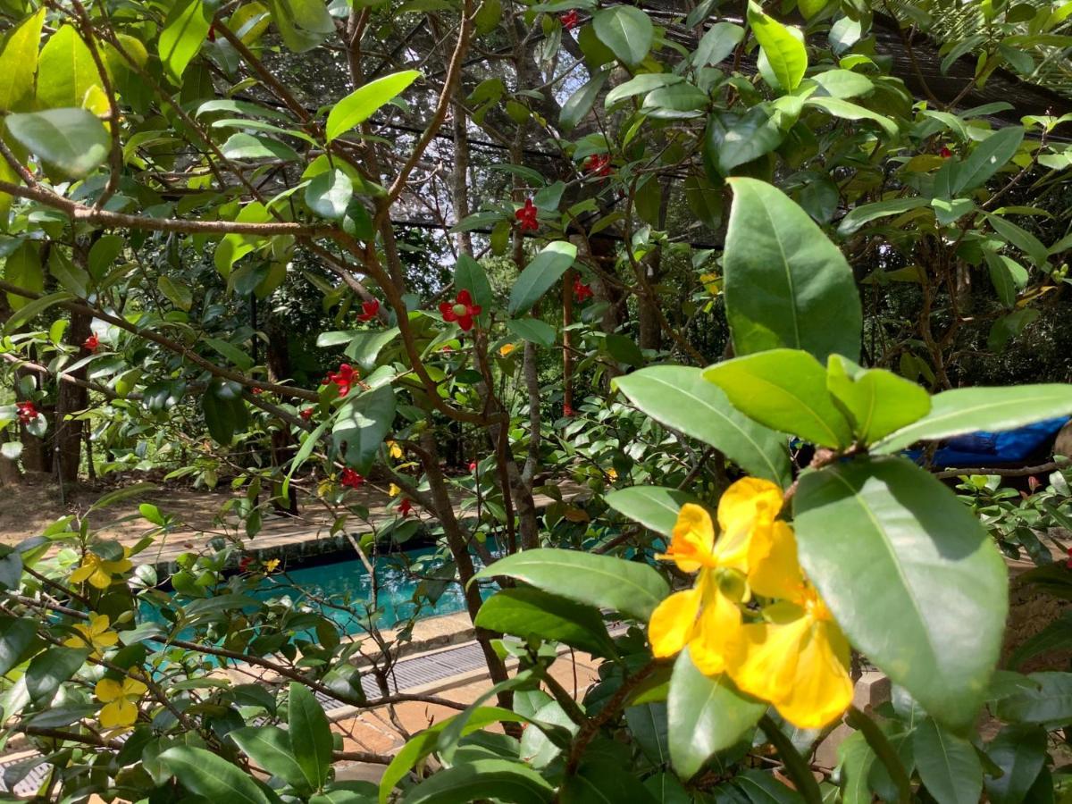 Mind Body And Soul Dambulla Exterior foto